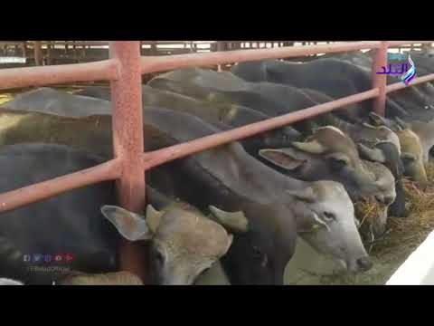 صدي البلد | محطة البحوث الزراعية بشرق القناة نواة زراعية لمشروع تنمية سيناء