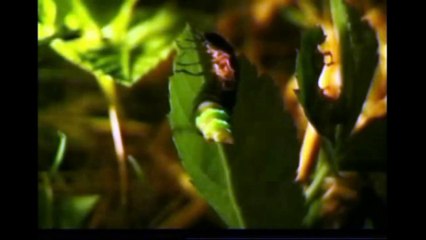 DOĞADA GARİP AMA GERÇEK OLAN 9 OLAY