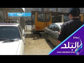 صدي البلد |  كلاب بوليسية للكشف عن المواد المخدرة بمحيط الجامعات