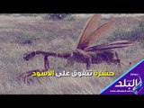 صدي البلد | حشرة تتفوق على الأسود