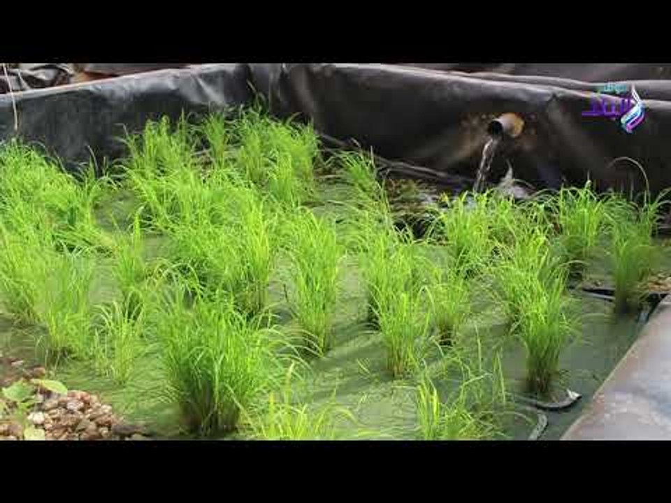 صدي البلد | عالم مصري يبتكر حلا لأزمة زراعة الأرز.. مش هنحتاج لمياه!