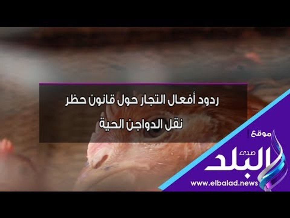 صدي البلد | ردود أفعال التجار حول قانون حظر نقل الدواجن الحية