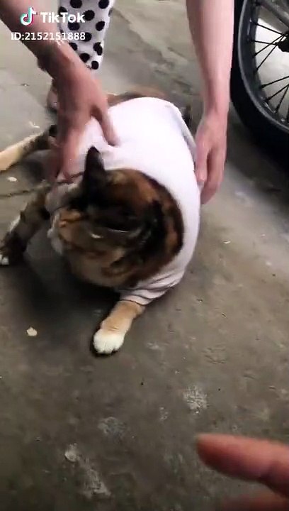 Dog & cat 41