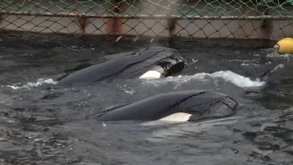 Russian officials charge companies that illegally captured whales