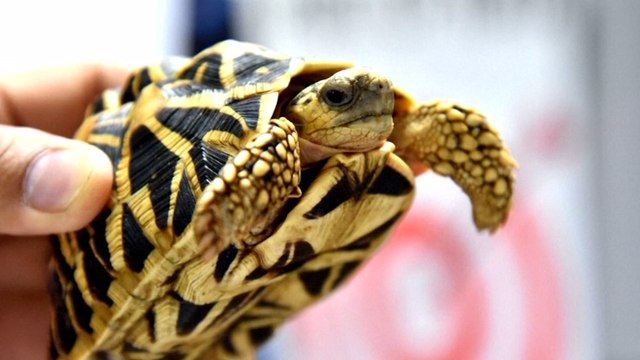 Philippine customs recovers over 1,500 smuggled turtles at Manila airport