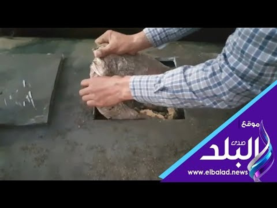 صدي البلد | إحباط تهريب 300 كيلو بانجو مخبأة دا...
