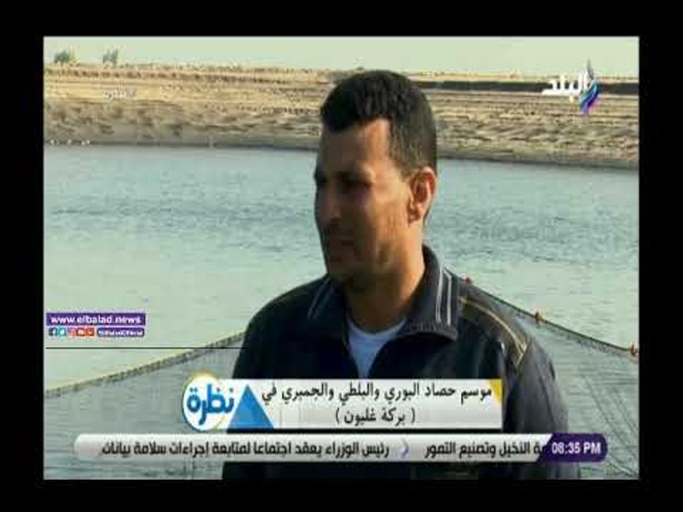صدى البلد | مشرف صيادين ببركة غليون: تصل وزن البلطي يصل ل 900 جرام نتيجة لجودة العلف