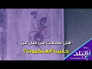 هل سمعت من قبل عن حليب العنكبوت؟