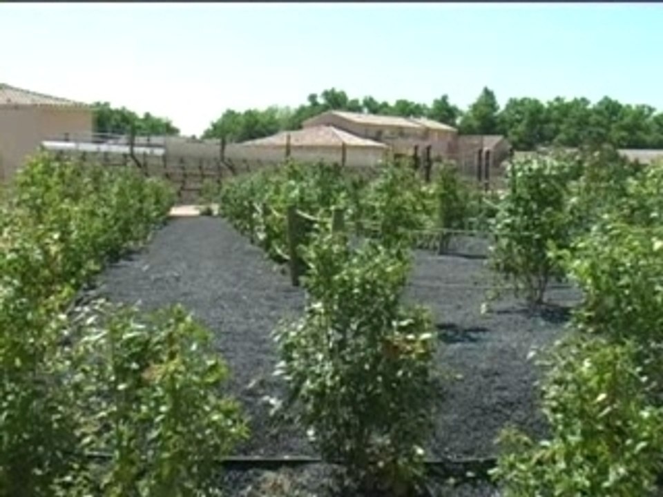 UN JARDIN ROMAIN RETROUVE