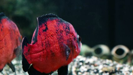 Скажи правду 1 серия (2019) HD