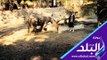 صدى البلد | حكاية آخر وحيد قرن في إفريقيا .. حافظت مصر عليه لـ 30 عاما