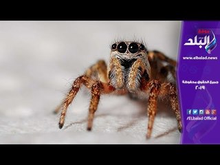 صدى البلد | العناكب تغزو سماء البرازيل