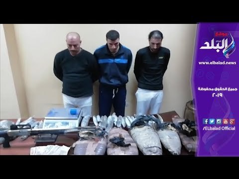 صدي البلد | سقوط عصابة سرقة كابلات الكهرباء.. و3 أشقاء بحوزتهم 30 كيلو بانجو