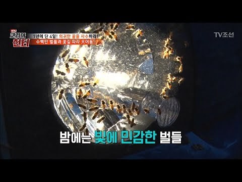 예민해진 벌떼! 빛을 조심해야 하는 이유는? [뉴 코리아 헌터] 52회 20170529