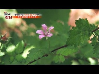 1년에 4일만 피는 꽃! 드디어 찾았다! [뉴 코리아 헌터] 52회 20170529