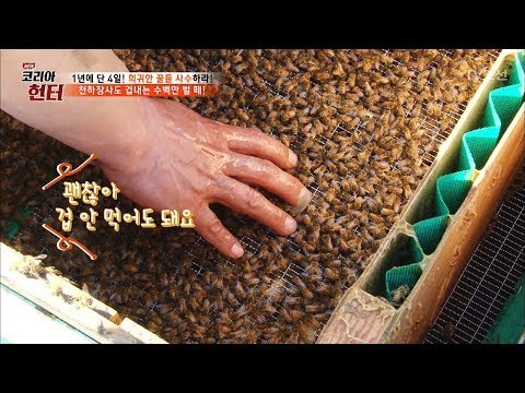 손에 꿀을 묻히고 벌에게 다가간 헌터! [뉴 코리아 헌터] 52회 20170529