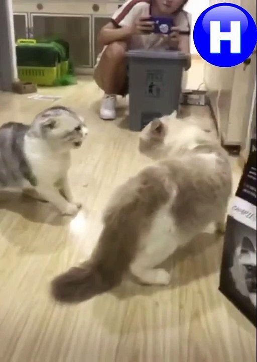 Dog & cat 49