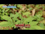 1000만원짜리 산삼으로 대박나기 [행복한 저녁] 36회 20170606