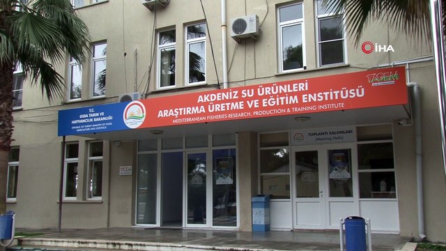 Türkiye'de ilk kez yılan balığından yapay yolla yavru alındı