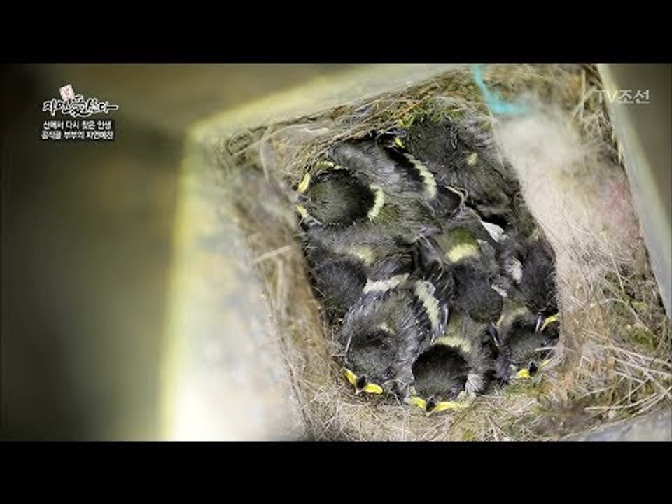 다큐에서도 못 볼 희귀한 장면! 귀여운 박새 새끼들 [자연愛산다] 8회 20170606