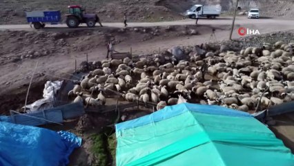 Koyun ve kuzuların renkli buluşması havadan görüntülendi