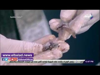 صدي البلد | طريقة عمل البساريا مع الشيف هالة فهمى