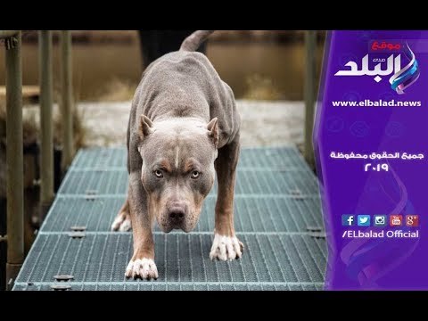 صدي البلد | رأي الشارع في مشروع قانون تجريم تربية الكلاب بدون ترخيص