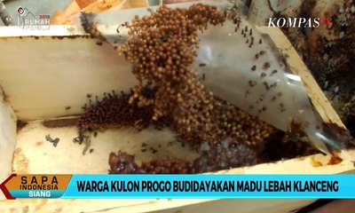 Warga Kulon Progo Budidayakan Madu Lebah Klanceng