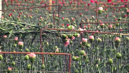 Çiçek sektörü, İngilizlerin Anneler Günü'ne hazırlanıyor (2) - ANTALYA