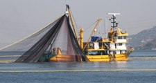 Balıkçıların Ağına Takılan Dev Köpek Balığı Açık Artırmayla 2 Bin 500 TL'ye Satıldı