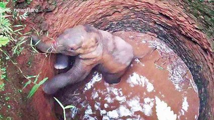Villagers and forest rangers team up to rescue baby elephant trapped in well