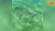 Un requin-taureau vu depuis un kayak transparent !