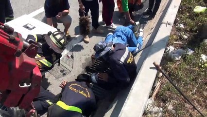 Chicks Are Rescued After Falling Down Motorway Storm Drain