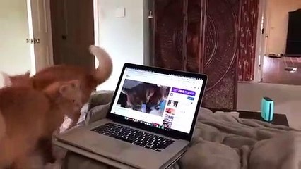 Réaction de deux chats face à un chat autotuné
