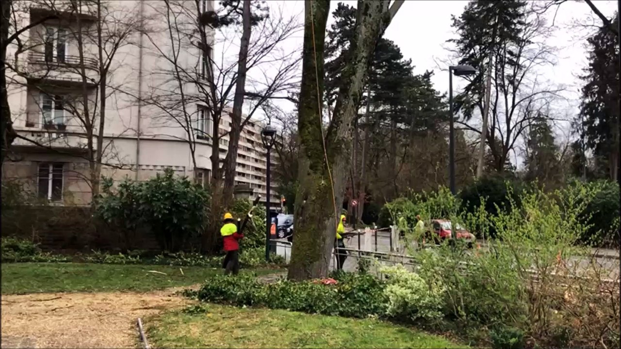Abattage d’un tilleul vieux d’une cinquantaine d’années dans le parc du casino à Besançon