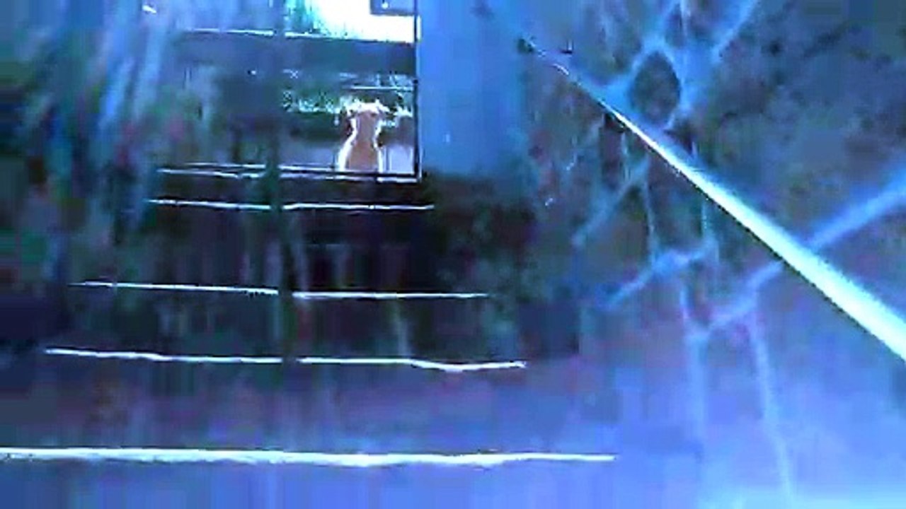 O meu cãozinho
