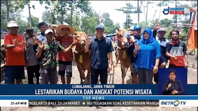 Ratusan Peserta Ramaikan Lomba Karapan Sapi di Lumajang