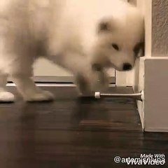 Ce chien se defoule avec ce bout d'objet