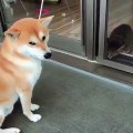 Ce adorable chien fait connaissance avec son nouvel ami. Sa vidéo vous laissera orgasmique