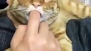 This cute cat is good with his master