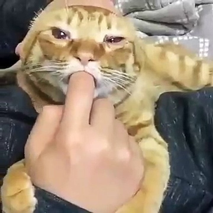 This cute cat is good with his master