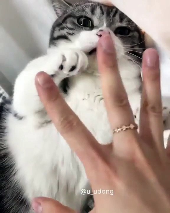 This cute kitten is good with his master