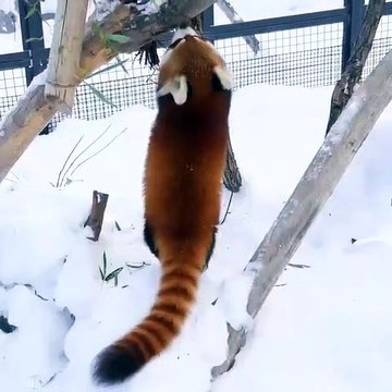 This cute Panda is happy under the snow