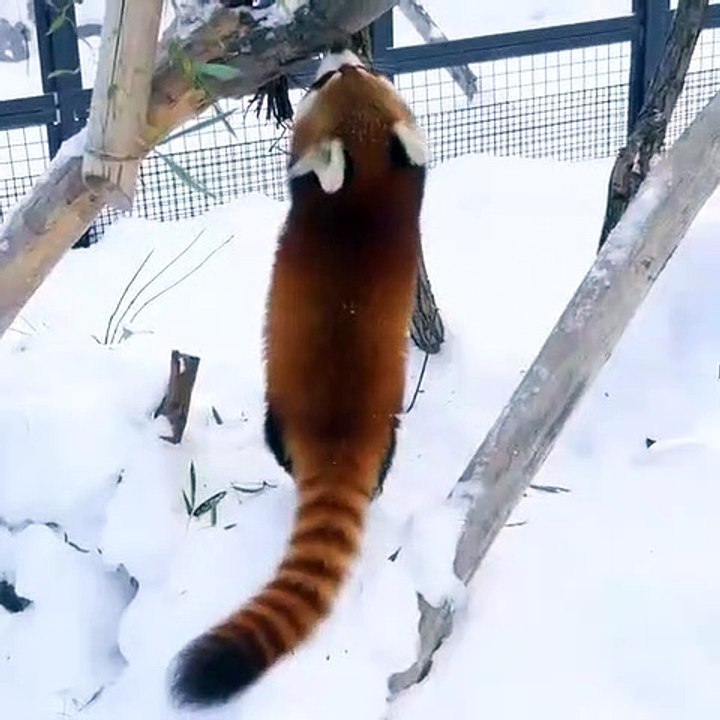 This cute Panda is happy under the snow