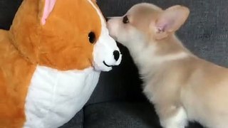 This cute puppy loves this stuffed animal