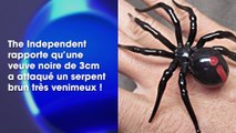 Une veuve noire se bat contre un serpent ultra venimeux et gagne le combat