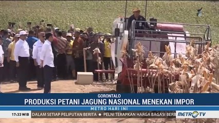 Jokowi Puji Panen Raya Jagung Gorontalo
