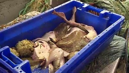 Französische Fischer befürchten "Krieg" bei hartem Brexit