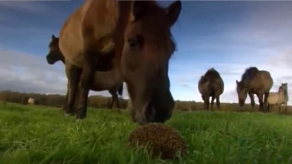 Cavalos Pasmados Com Coisa Estranha No Chão
