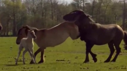 Potros Observam, E Depois